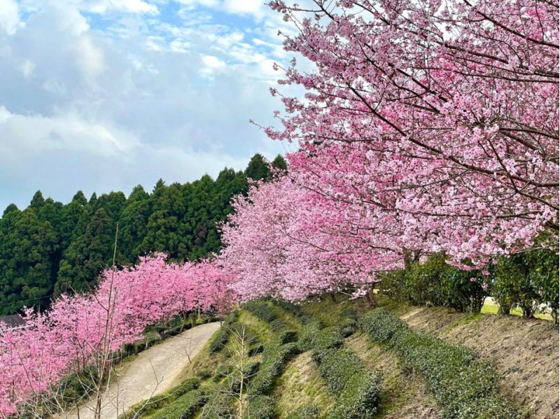 山上人家森 林農場