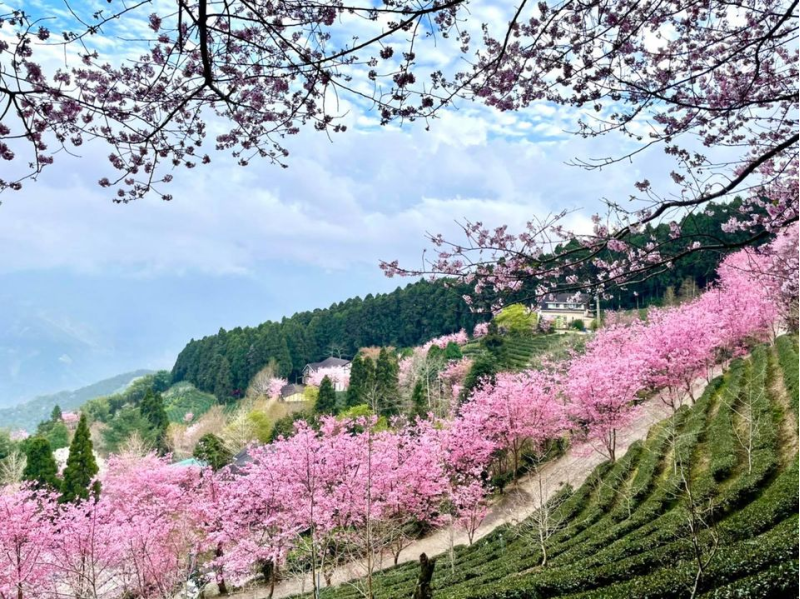 山上人家森 林農場