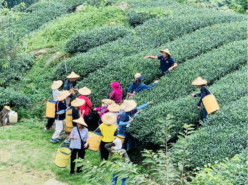 茶悅杉林-野放茶探訪