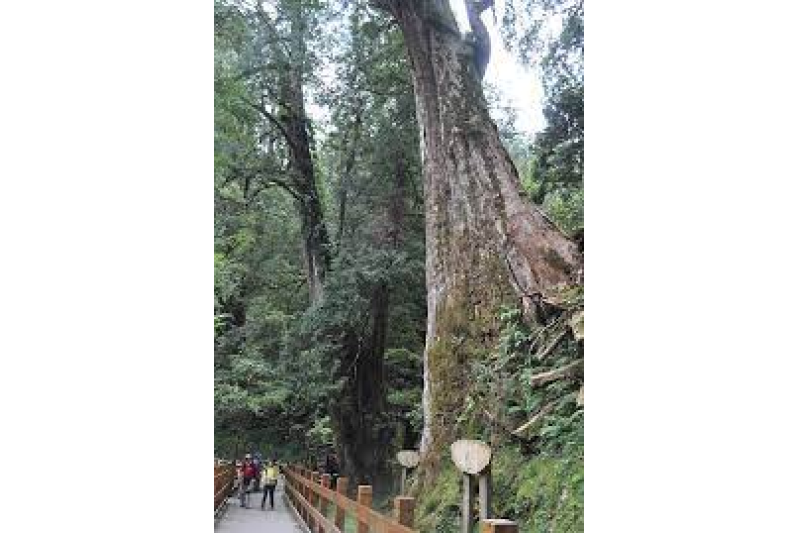 拉拉山森林遊樂區