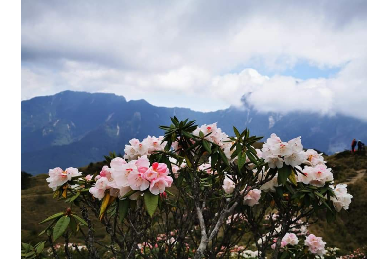 新竹平日出發，季節限定-飽覽合歡山群峰、登石門山賞高山美景一日遊                      